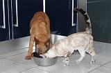 MANGER CHIEN ET CHAT 001